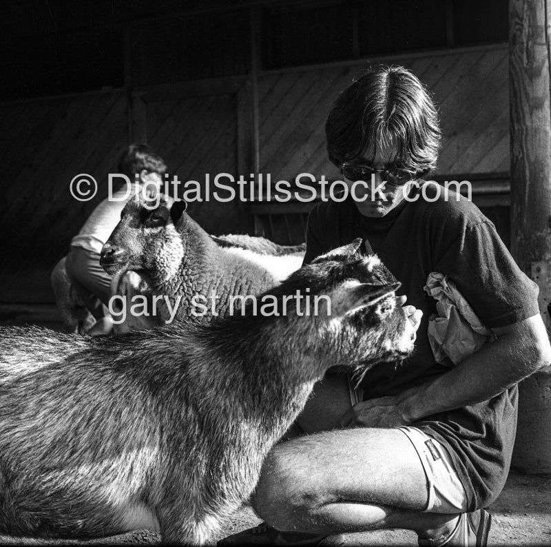 Petting Goats Analog, Portrait, Men, Black & White