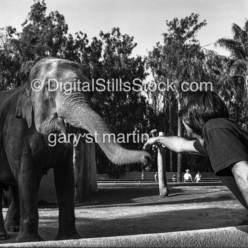 Touching An Elephant Trunk Analog, Portrait, Men, Black & White