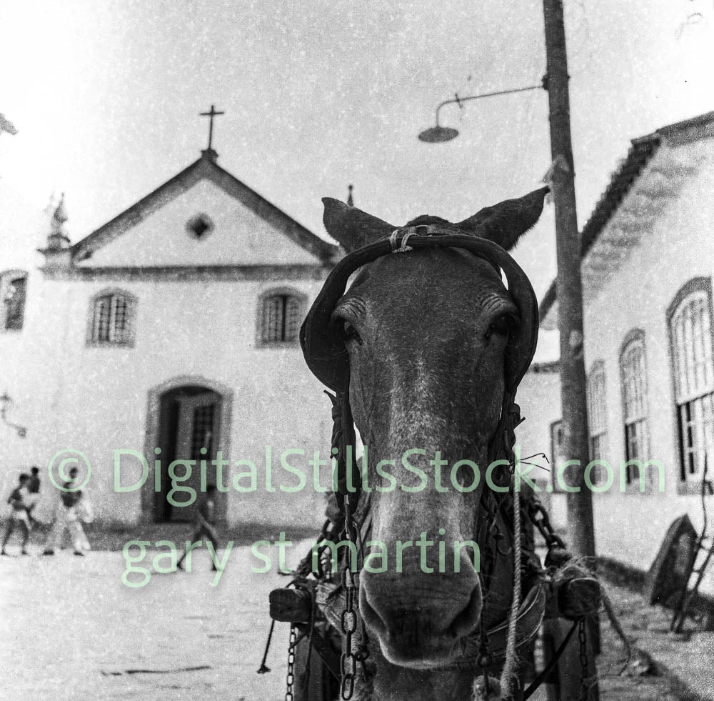 Horse with Bridle Brazil 1980s