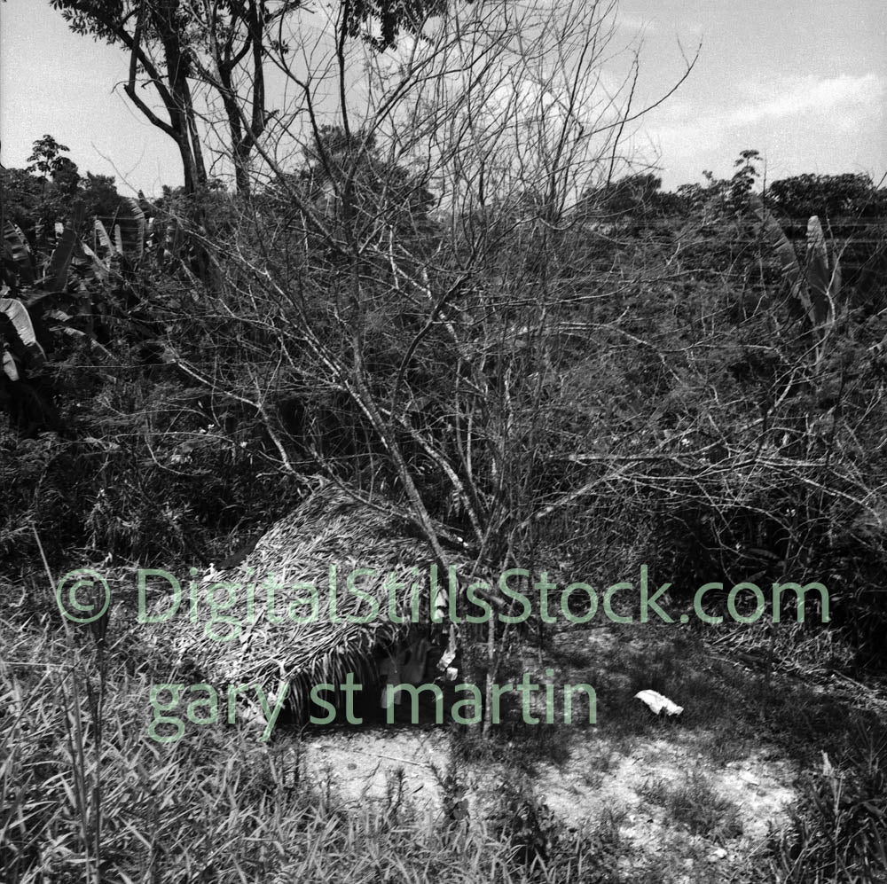 Tree on the Hillside Near Water