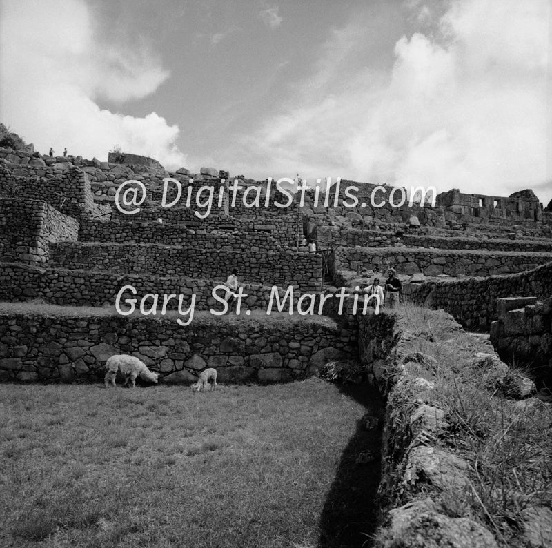 Terraced Walls, Machu Picchu, Wide View Three, Black And White Shadow