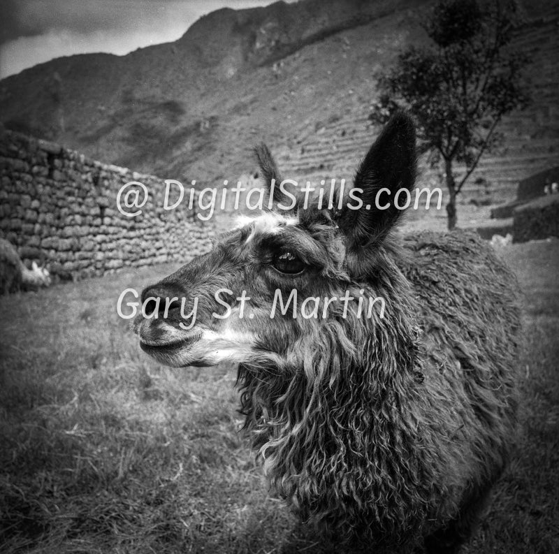 Hawaiian Shirt, Peru, Black And White Shadow