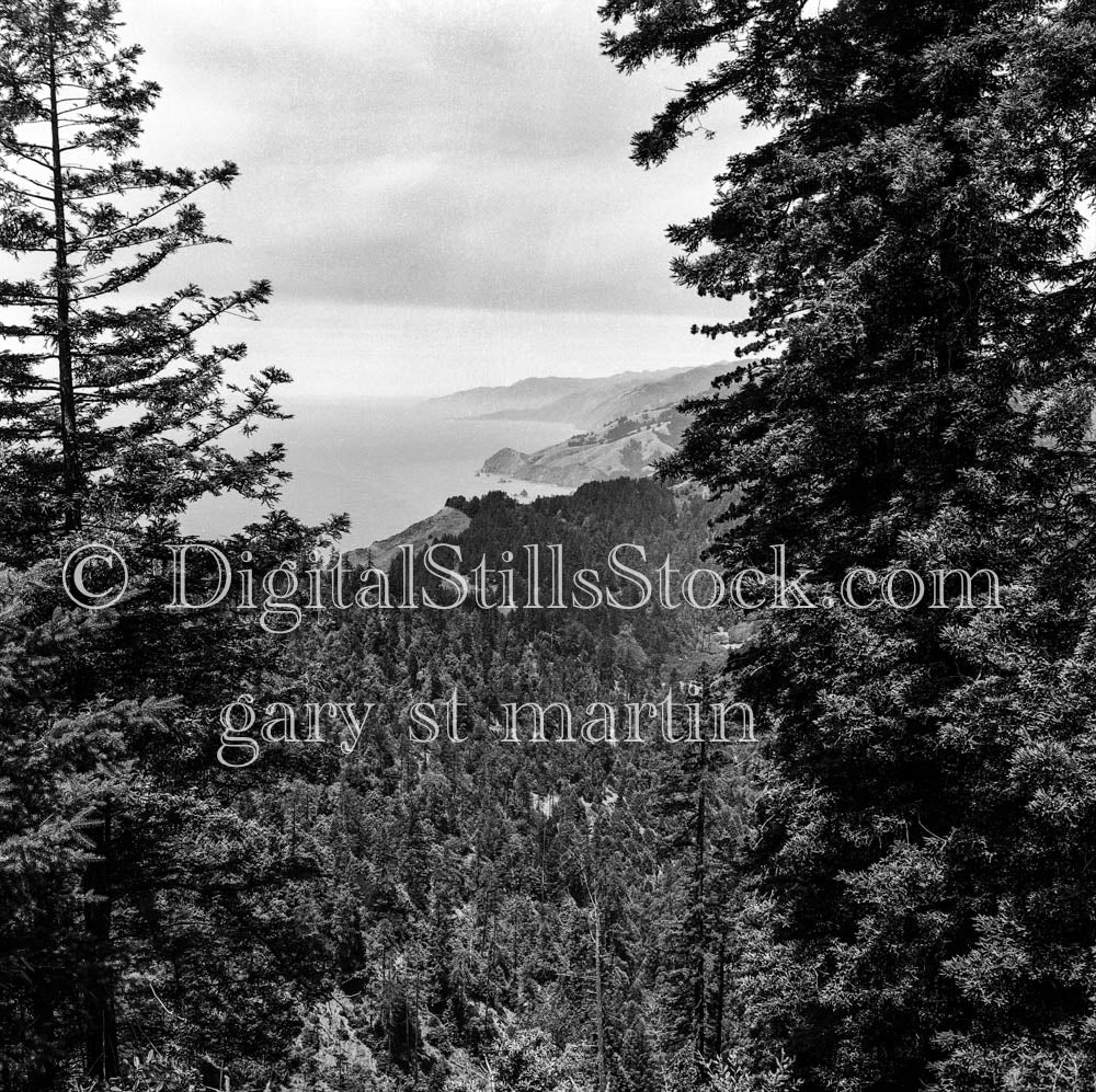 Through the Trees of Big Sur, California