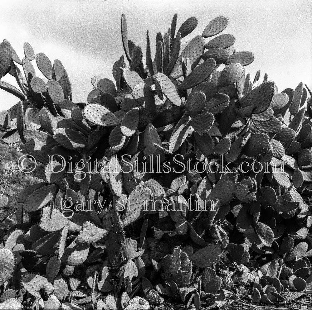 Beavertail Cactus in Palm Springs, California