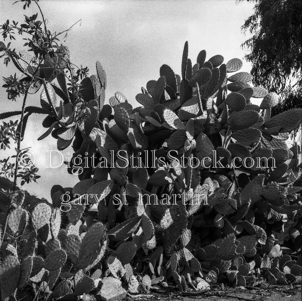 Beavertail Cactus Frontal Shot in Palm Springs