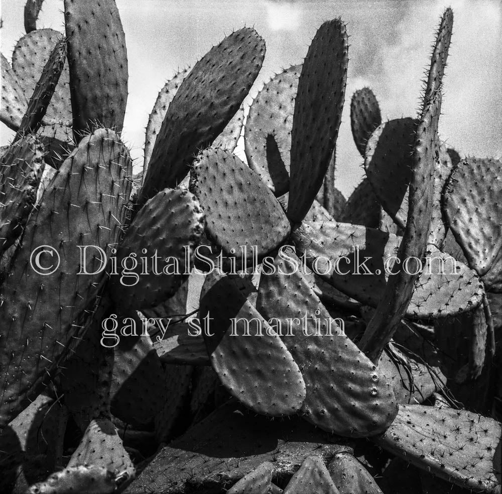 Close Up Shot of Beavertail Cactus