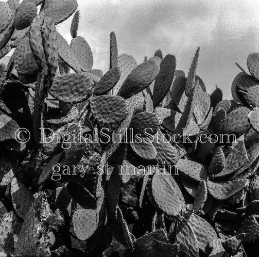 Cacti Overlaying Stormy Grey Skies