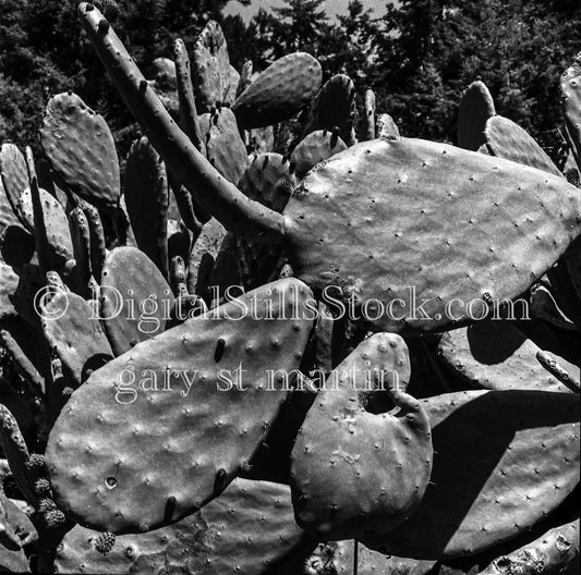Beavertail Cactus Stems Focus Shot