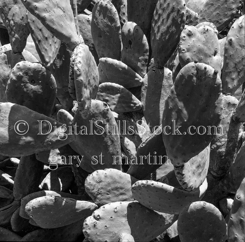 Beavertail Cactus Stems Standing Straight