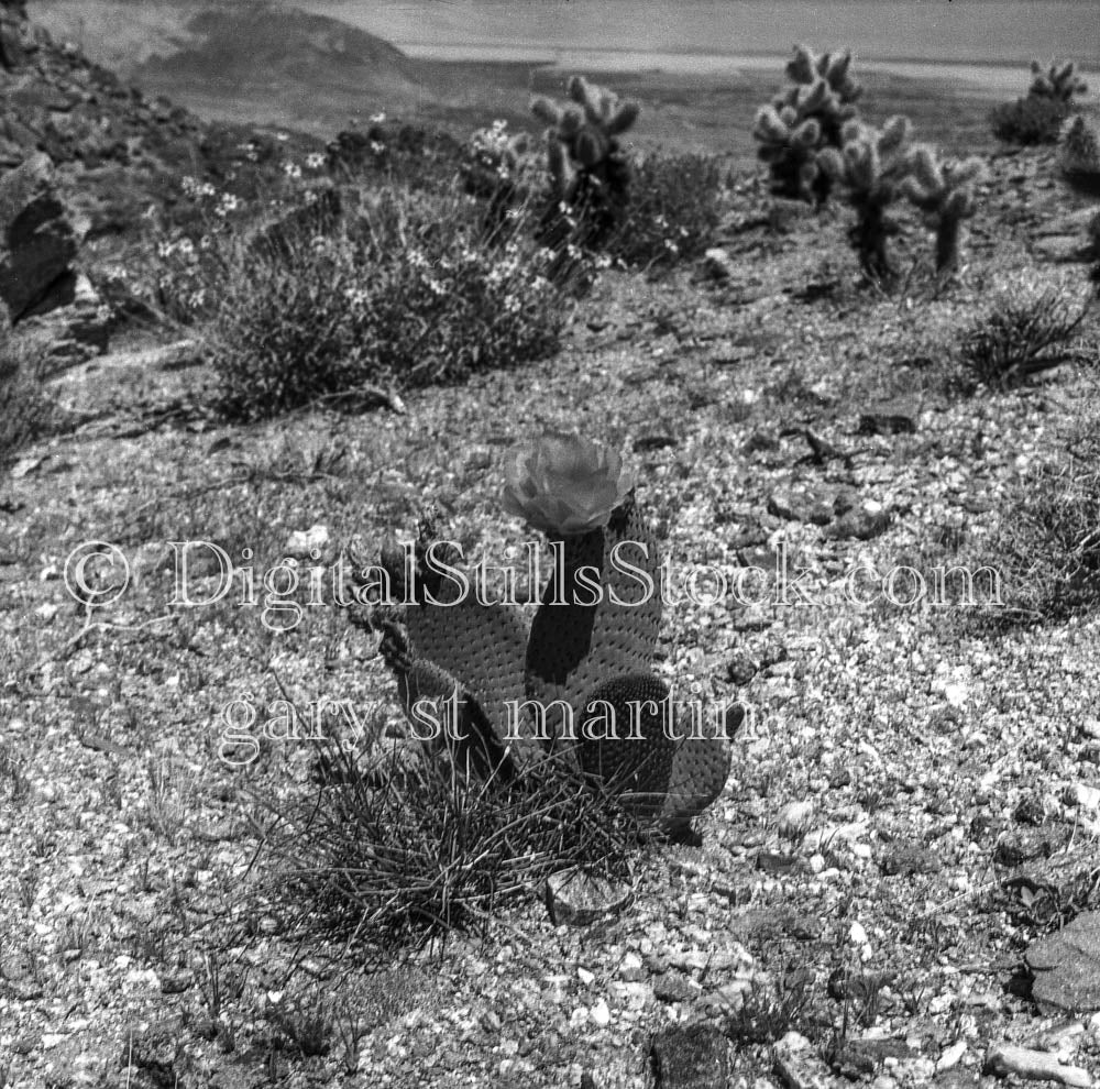 Cacti Flower and Hazy Desert Scenery