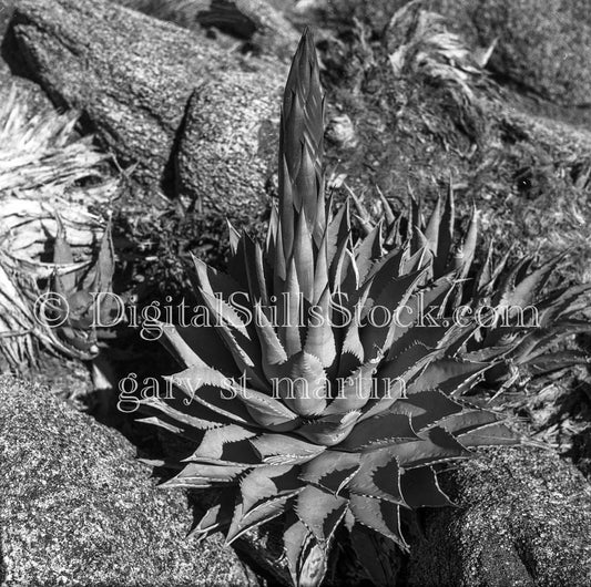 Flowering Agave Plant in California