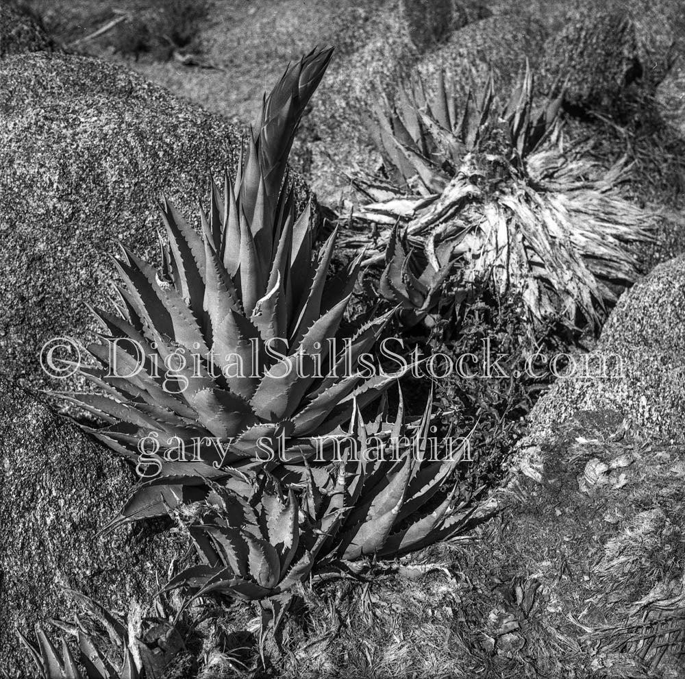 Flowering Agave Plant in Wild