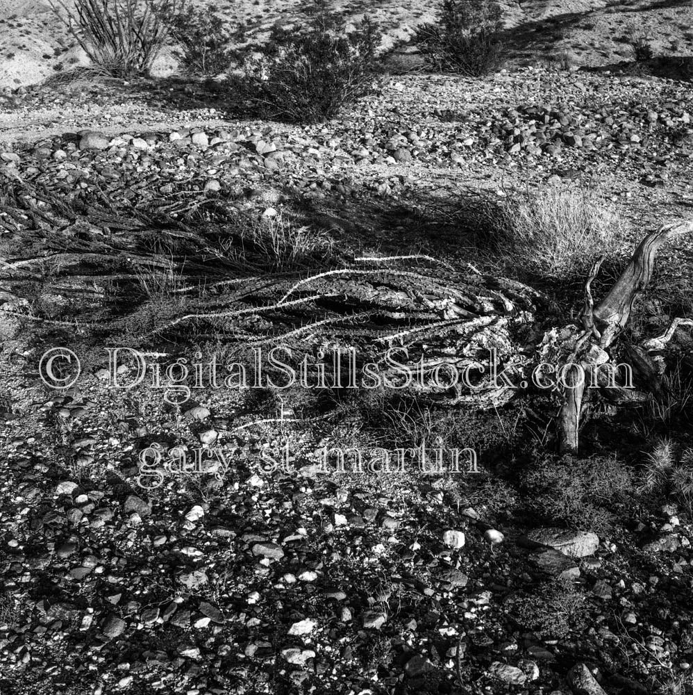 Dried Cactus Along Rocky Landscape
