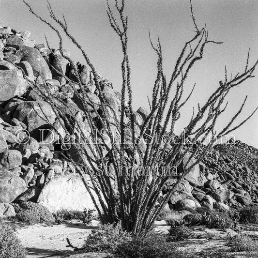 Dried Ocotillo Preceding Mountain of Rocks