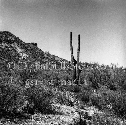 Lone Cactus and Surrounding Desert Hills