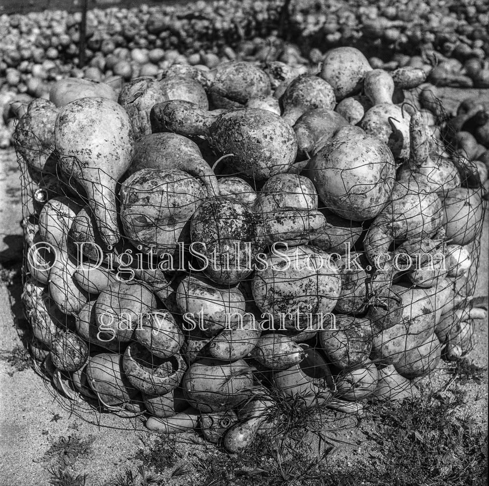 Netted Gourds Within Gourds Farm