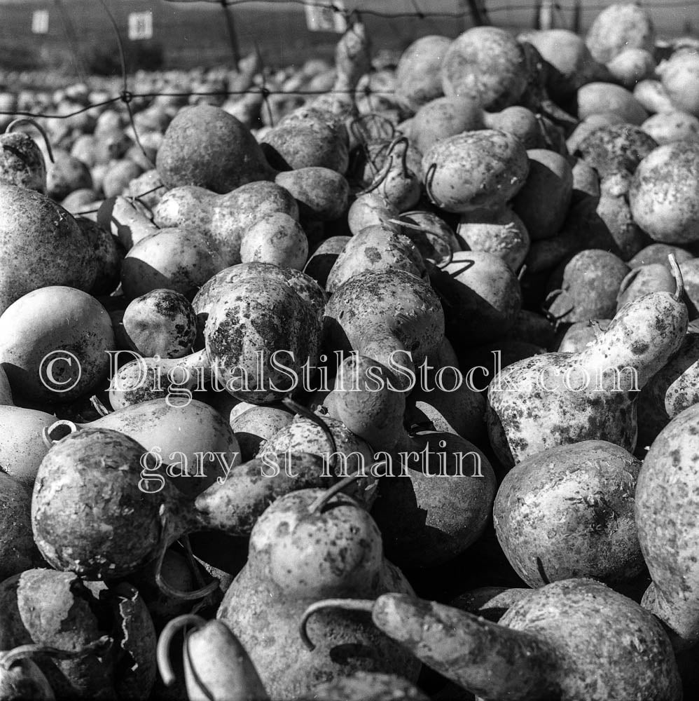 Masses of Gourds, Detailed Frontal Shot