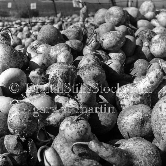Masses of Gourds, Detailed Frontal Shot