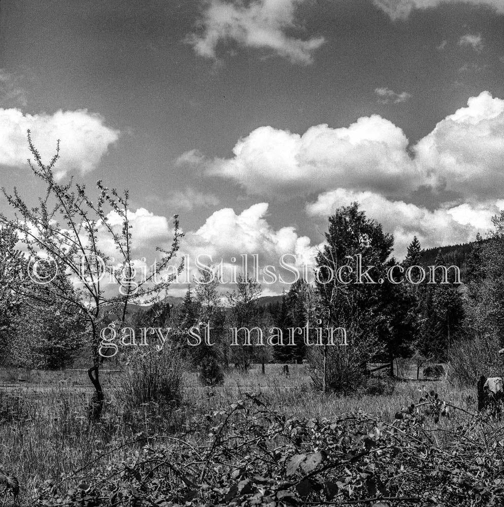 Desert Trees and Clouds, Palm Springs