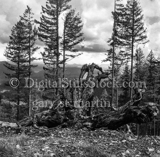Pine Trees Above Valley Surroundings