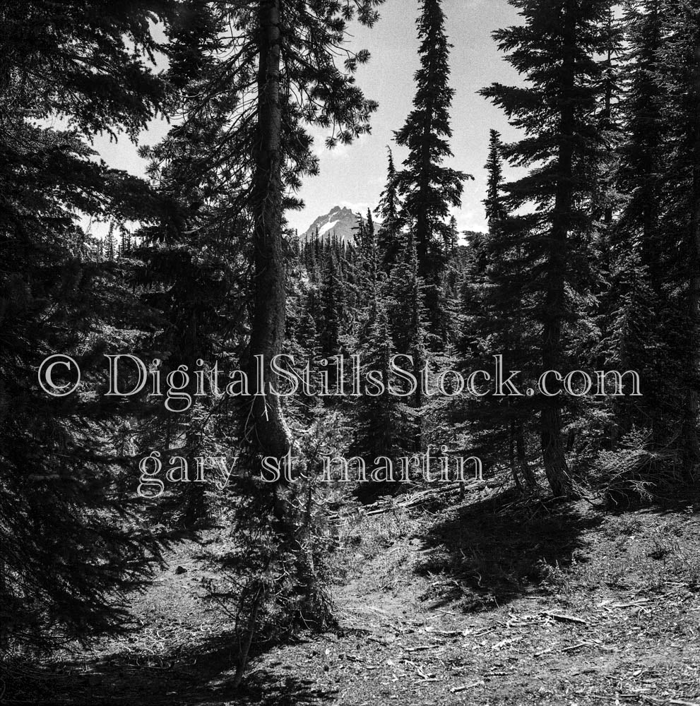 Tall Pines and Mountain Peak, Frontal View