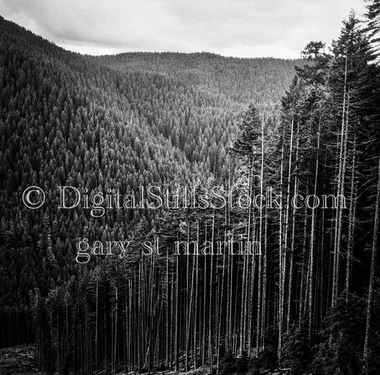 Valley of Pines from Peak, in Oregon