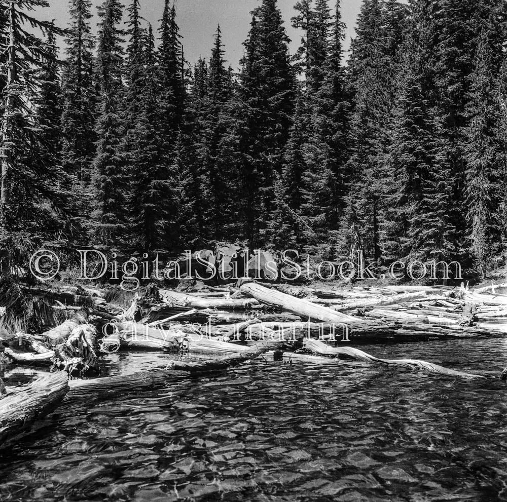 Lake in Oregon and Surrounding Pines