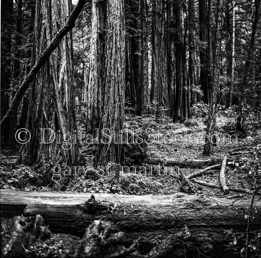 Pine Trees and Trunks Inside Forest, Oregon