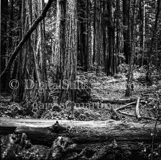 Pine Trees and Trunks Inside Forest, Oregon