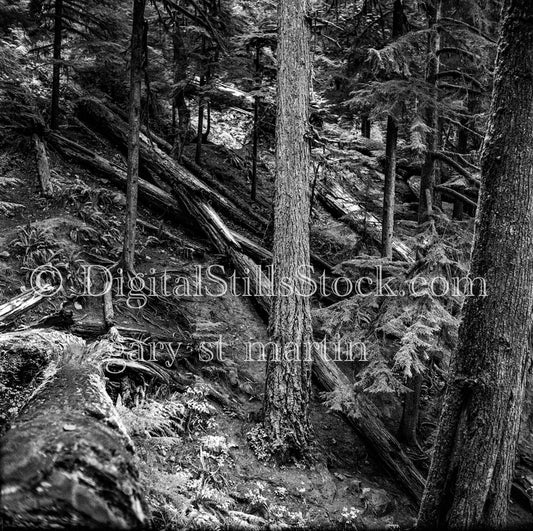 Fallen Pines Around Oregon Forest