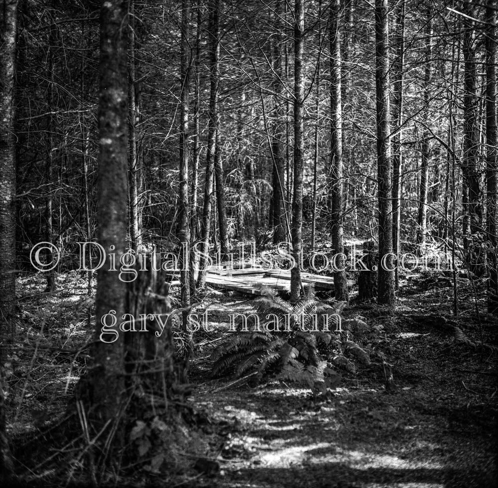 Scrawny Pines and Latrine in Eugene, Oregon
