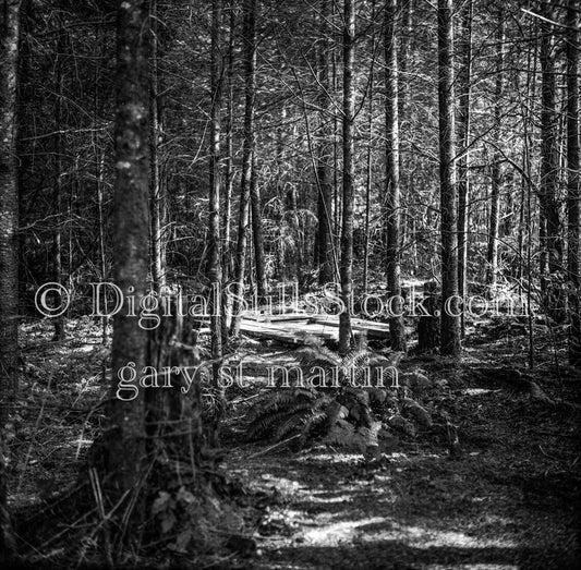 Scrawny Pines and Latrine in Eugene, Oregon