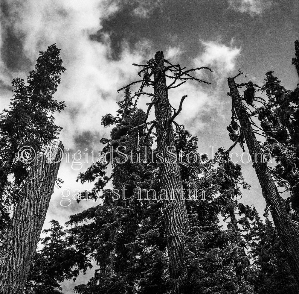 Low-Angle Shot of Pines in Eugene, Oregon