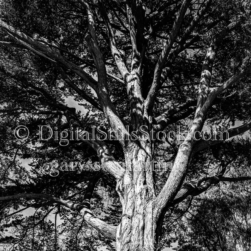 Detailed Oak Tree in Oregon