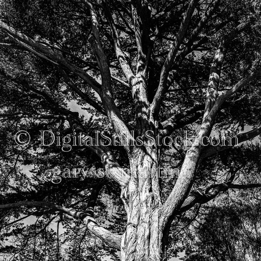 Detailed Oak Tree in Oregon