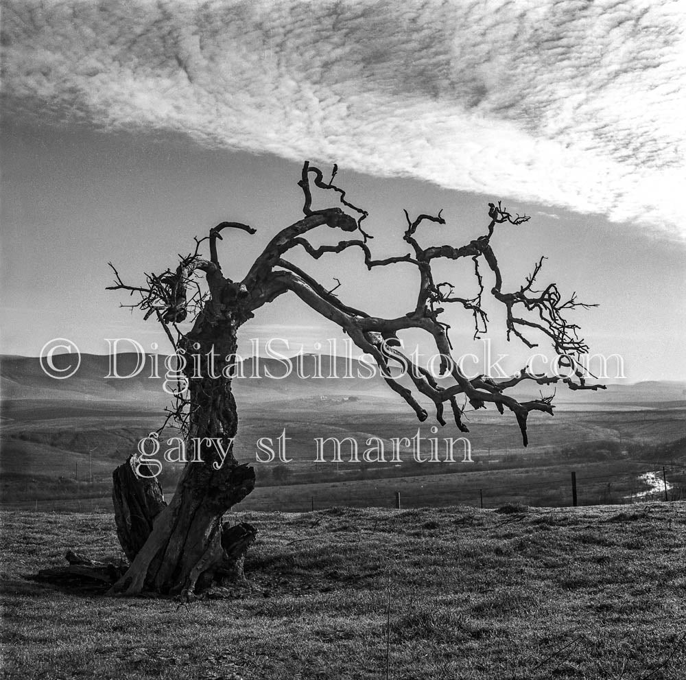 Lone Naked Tree and Sloped Hills
