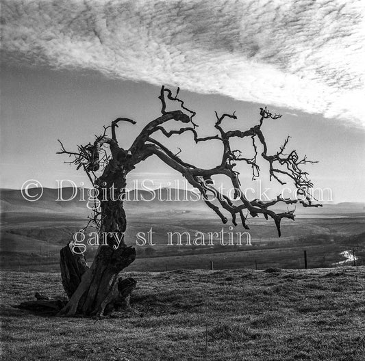 Lone Naked Tree and Sloped Hills