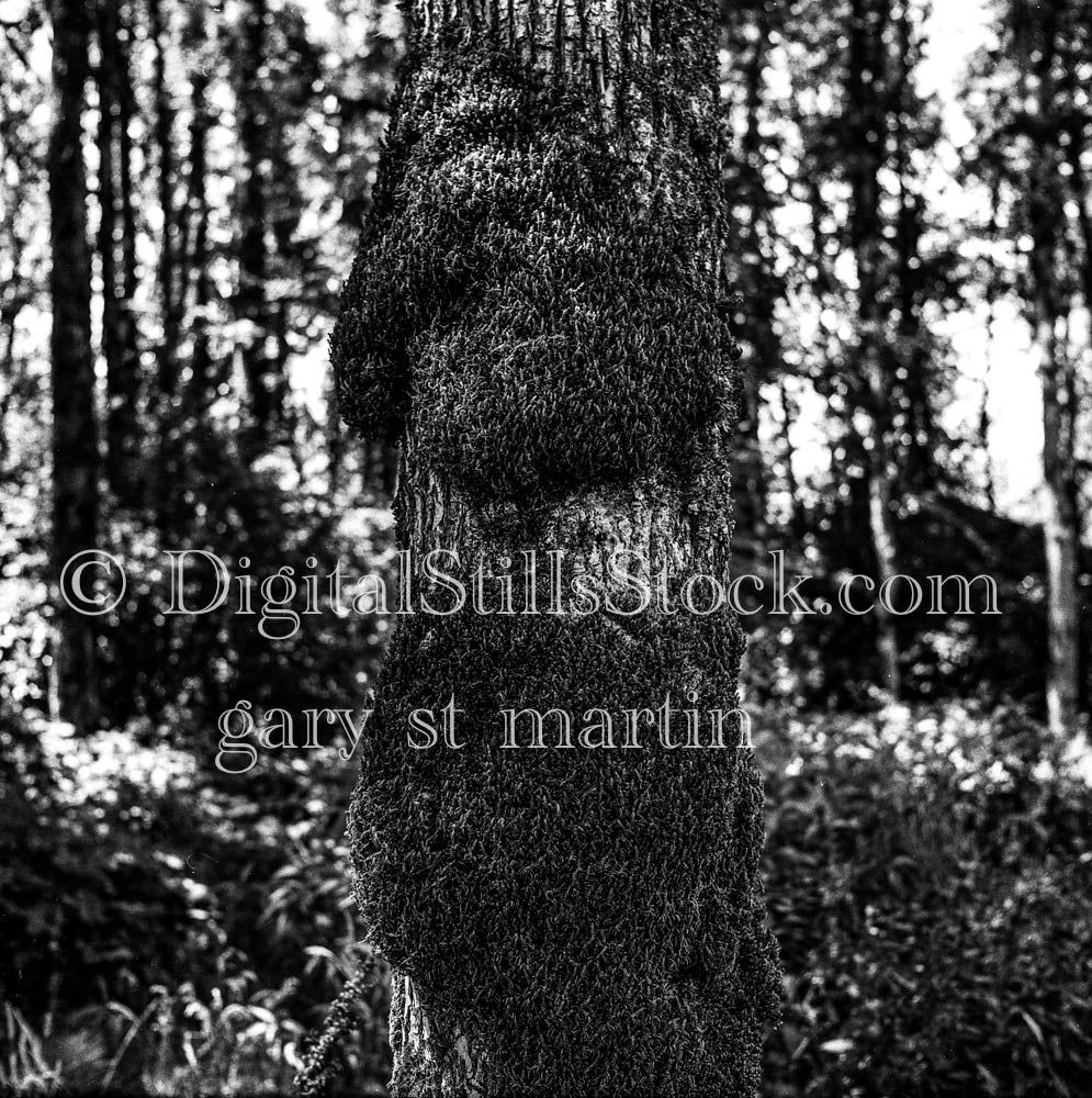 Moss Advancing Trunk of Pine Tree