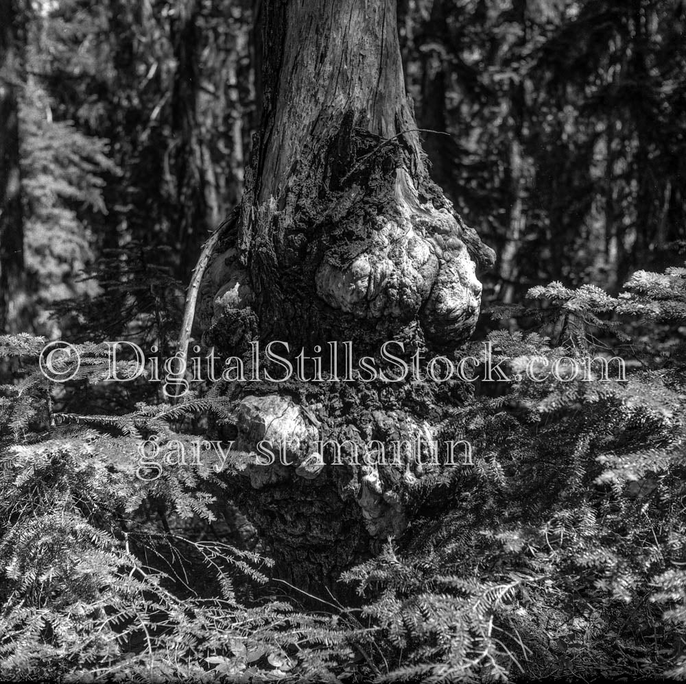 Shaped Tree Trunk and Surrounding Pines
