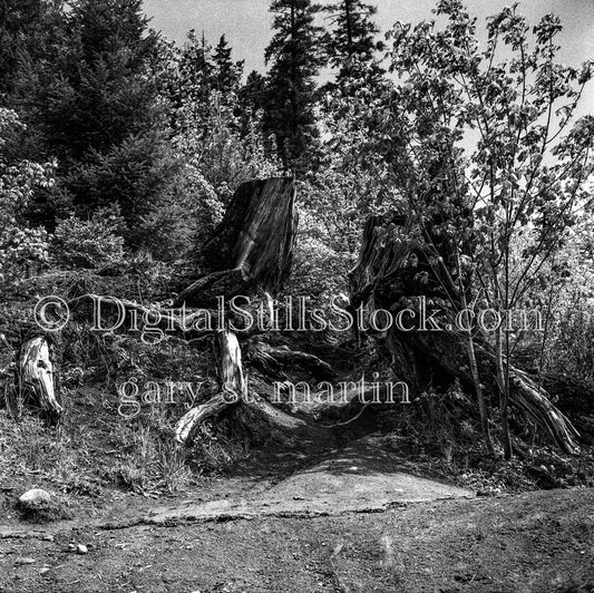Broken Trunk and Neighboring Trees, Oregon