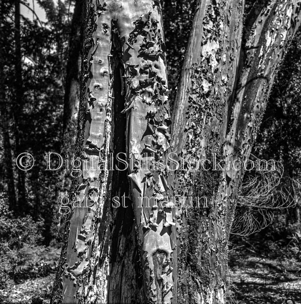 Peeling Trees in Forest, Oregon