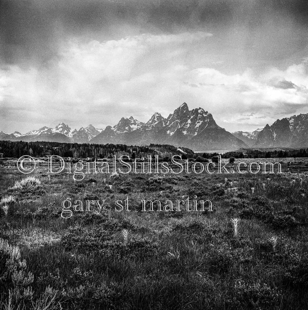 Oregon Mountains of Snow and Pines Timberline