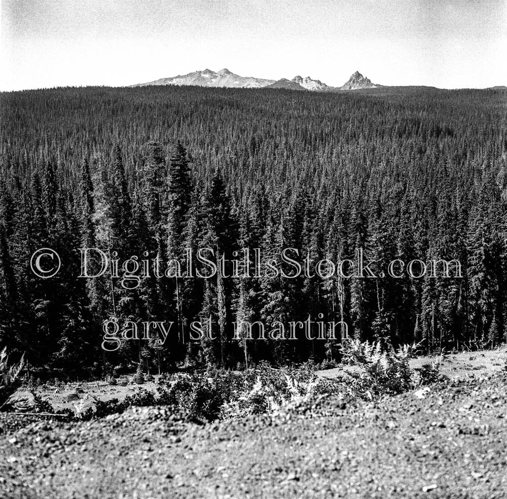 Aerial View of Oregon Pines