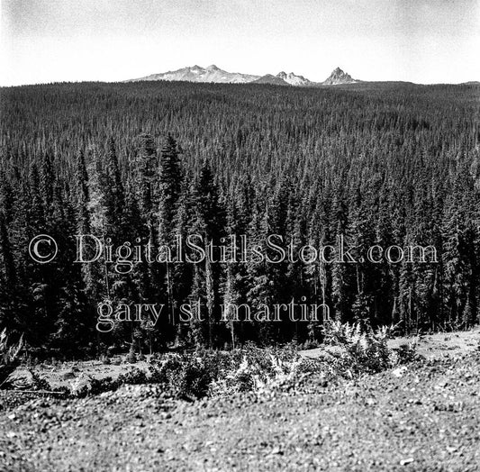 Aerial View of Oregon Pines