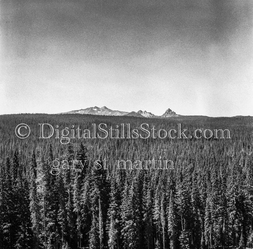 Linear View, Forest of Pines in Oregon