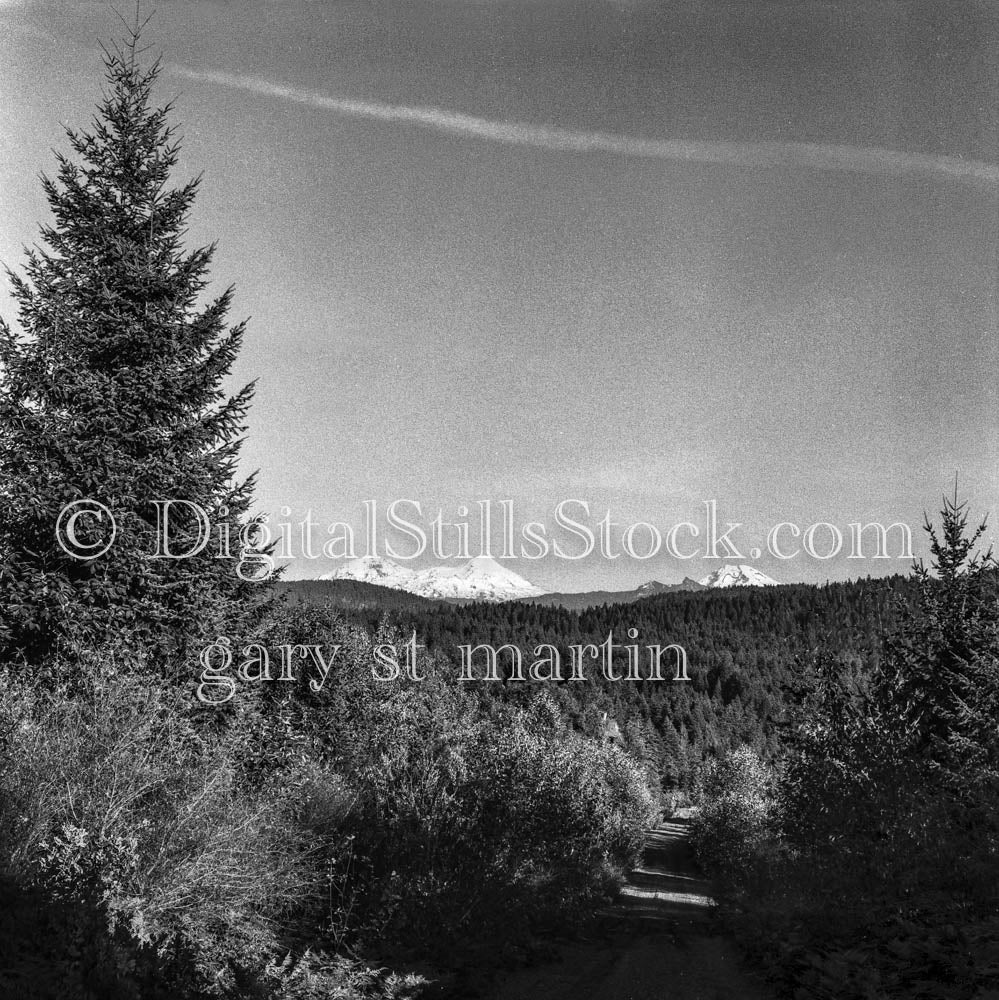 Pathway Into Pine Forest in Oregon