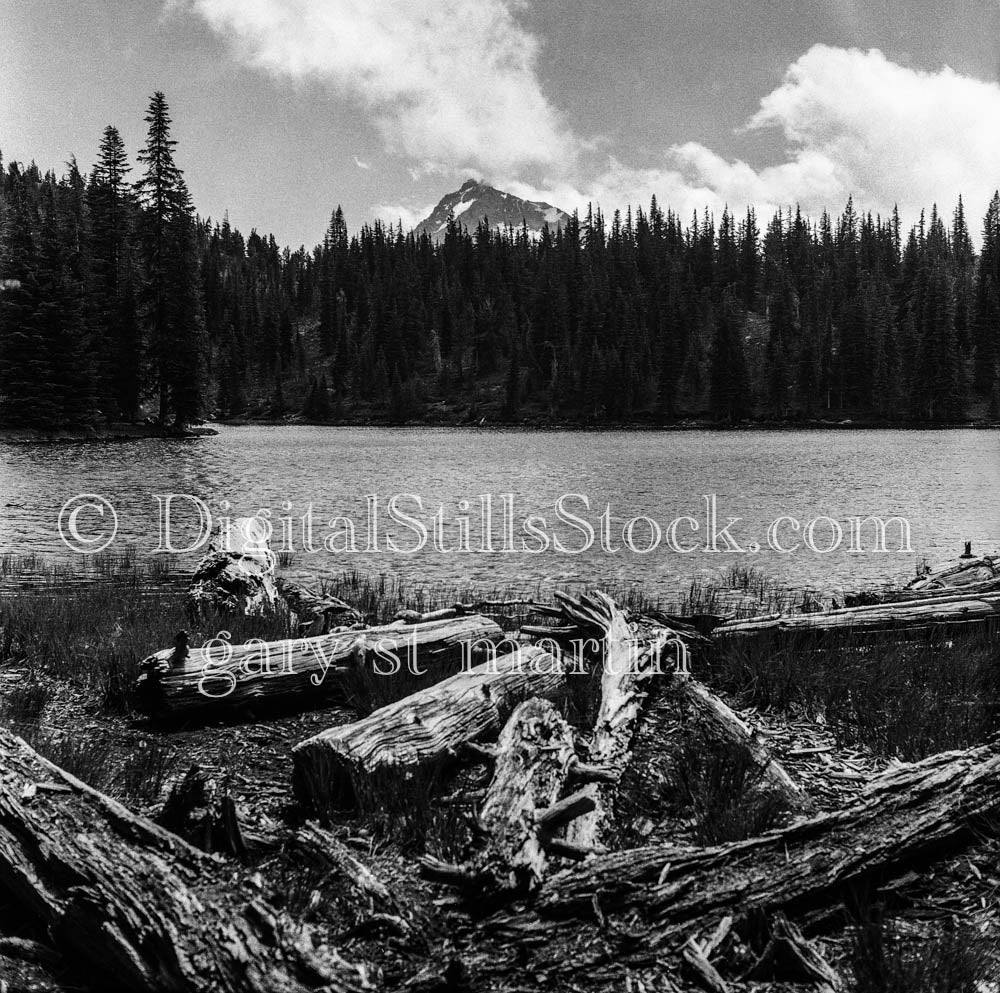 Pines Surrounding Oregon Lake and Mountain Peak