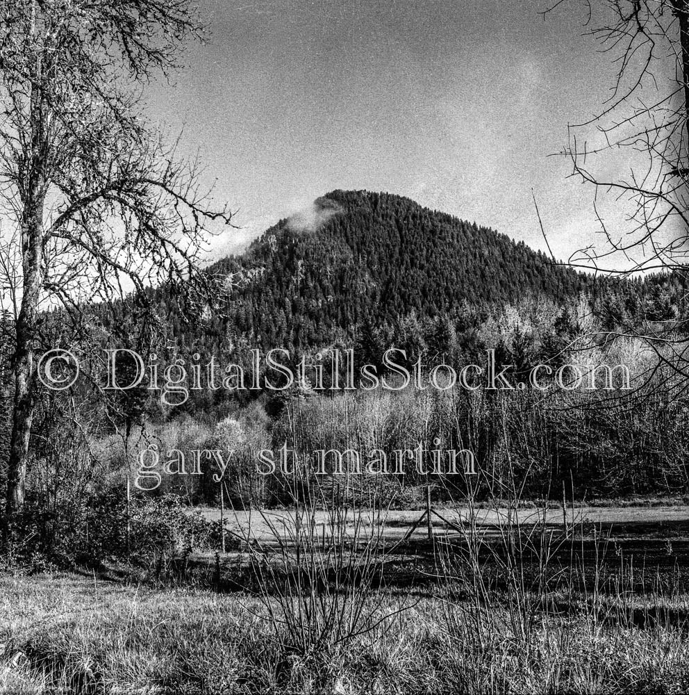 Pine-Filled Mountain Peak, Oregon