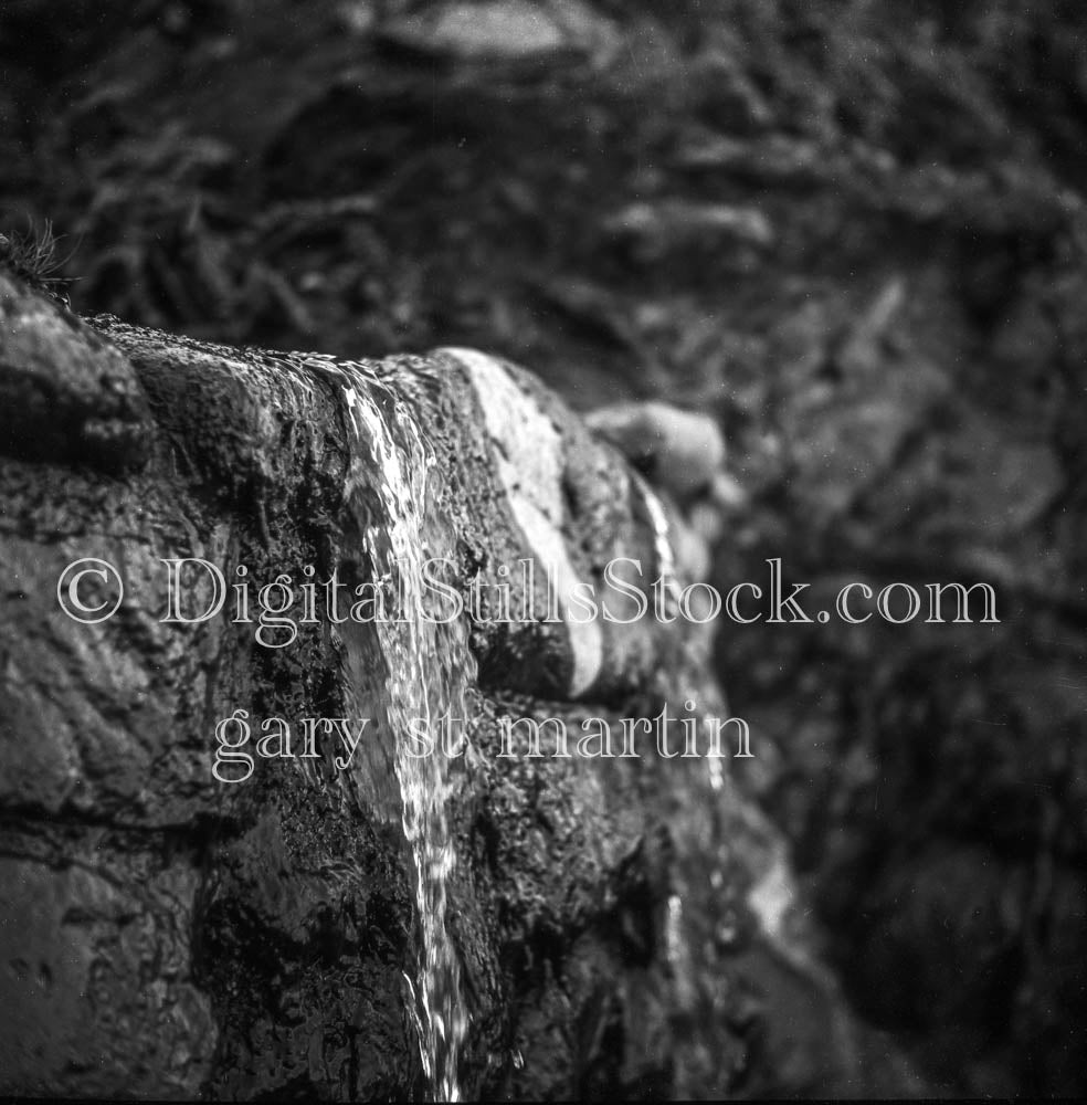 Pine Sap Close Up Shot, Oregon