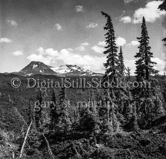 Tall Pines and Mountainous Scenery